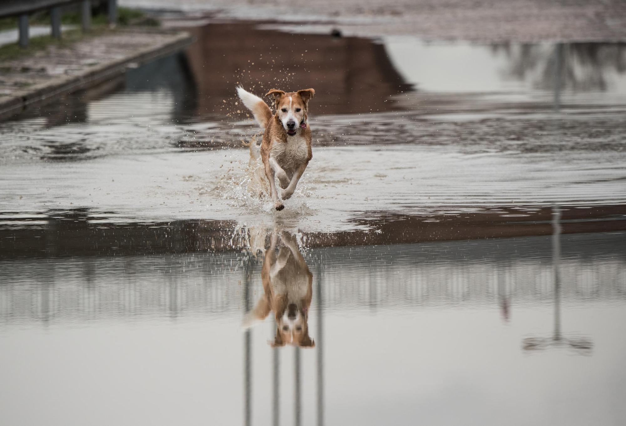Hochwasser Mainz dpa