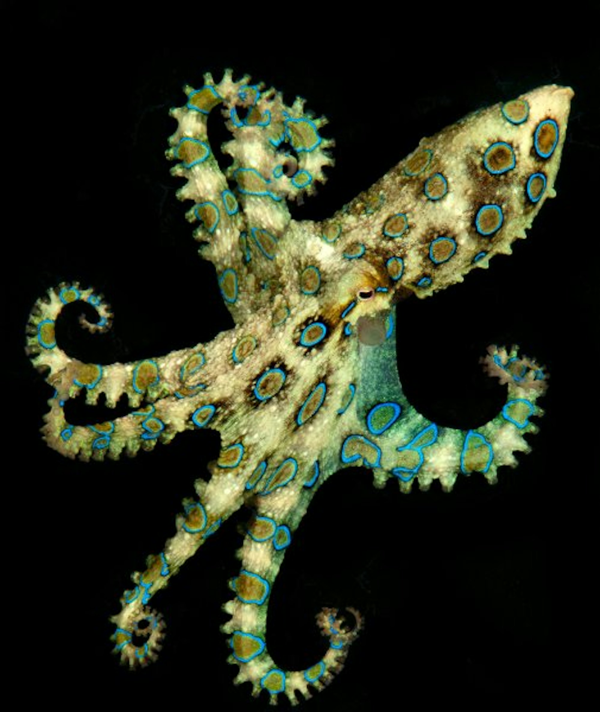 octopus_dpa_roycaldwell