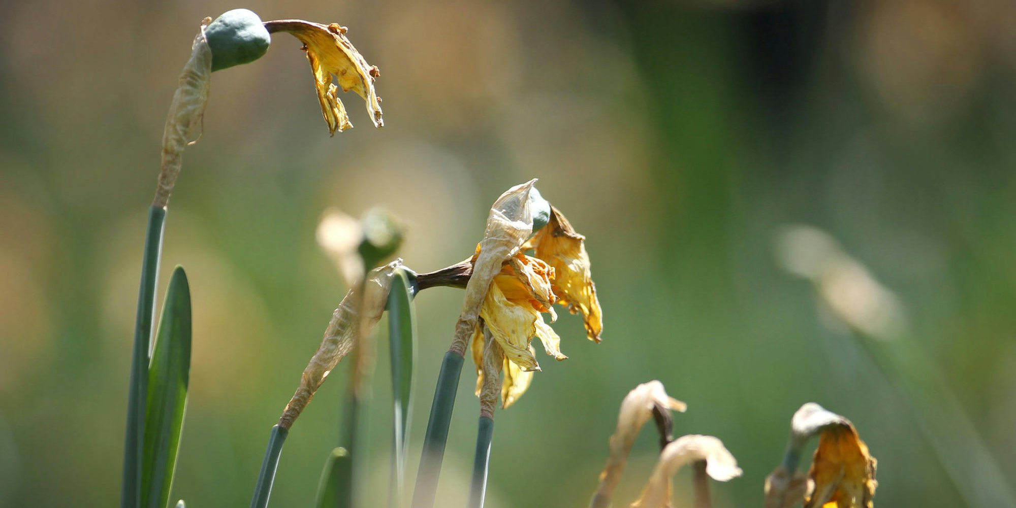 verbluehte narzissen