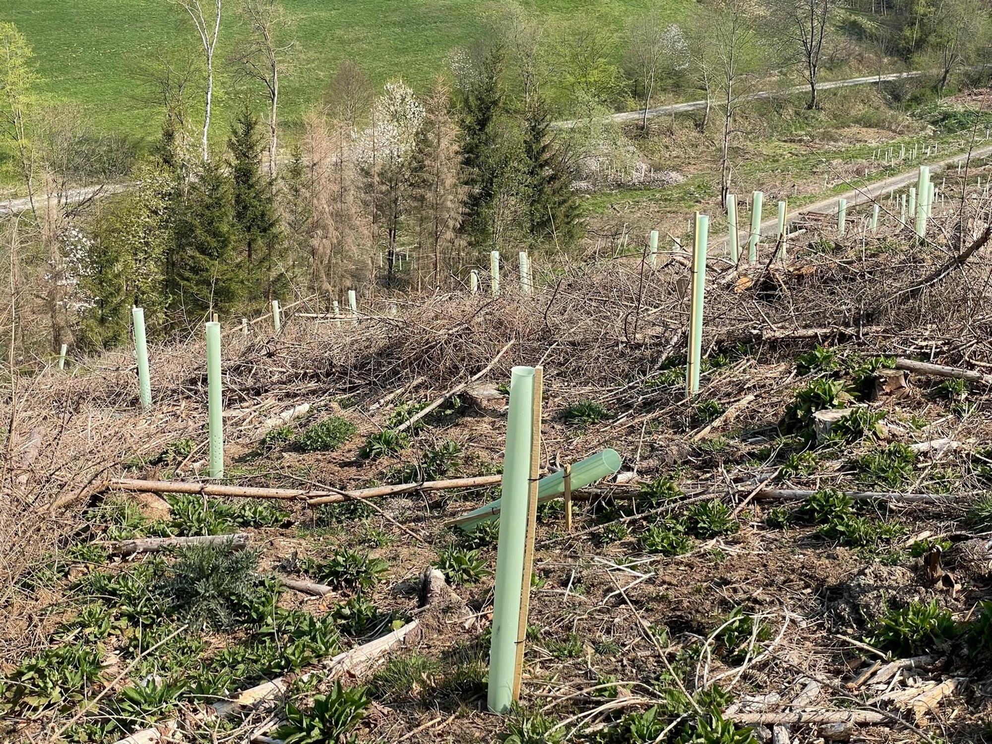 wald_forst2