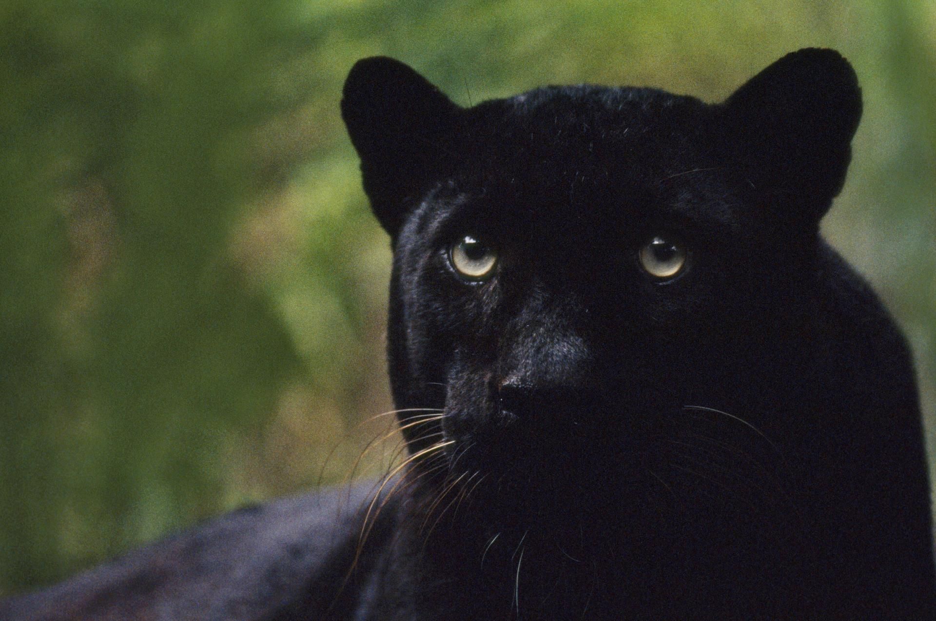Schwarzer Panther