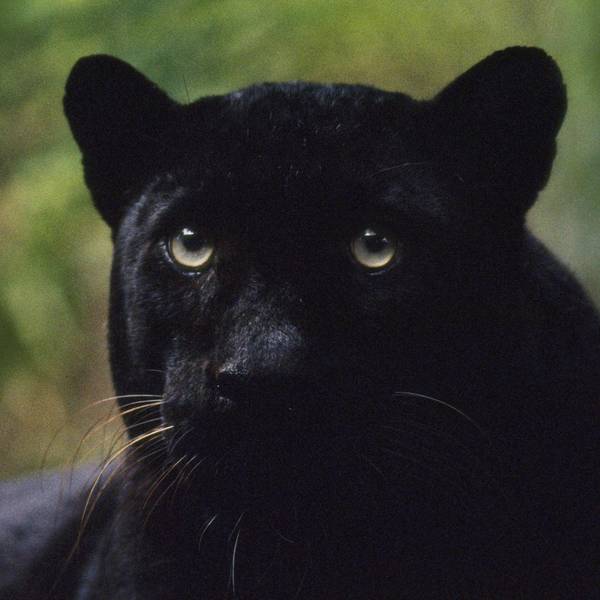 Schwarzer Panther