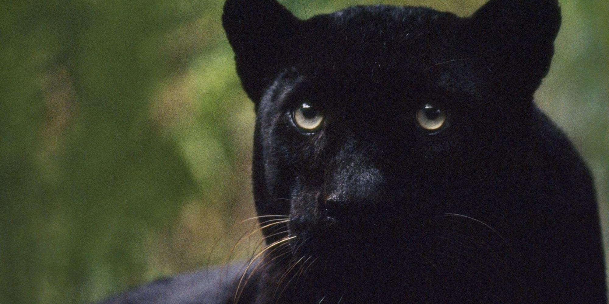 Schwarzer Panther