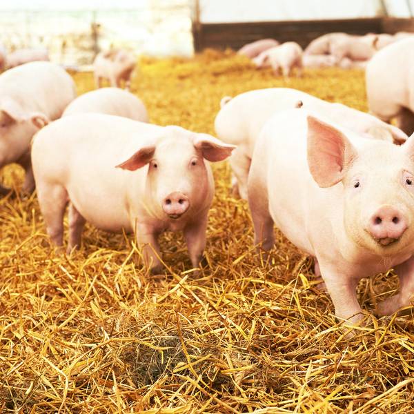 schweine im stroh