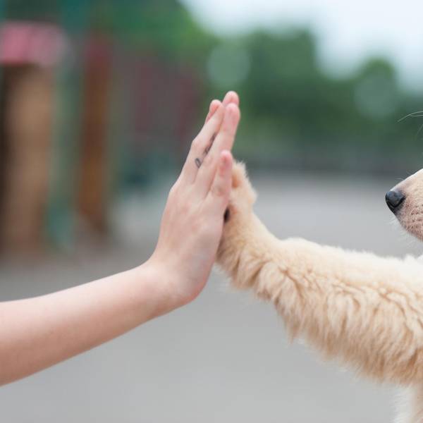 GettyImages Hund schlägt ein