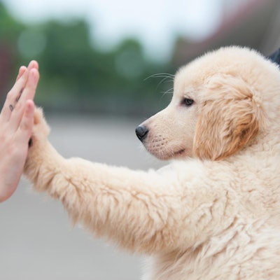 GettyImages Hund schlägt ein