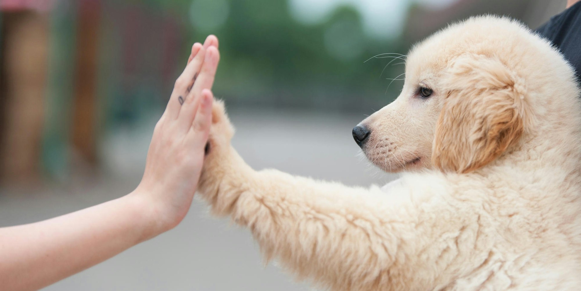 GettyImages Hund schlägt ein