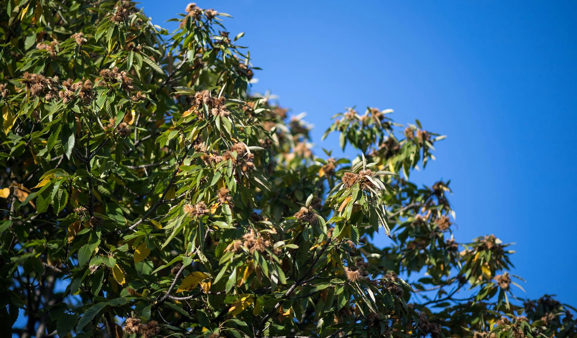 Esskastanie_Baum_dpa57070341