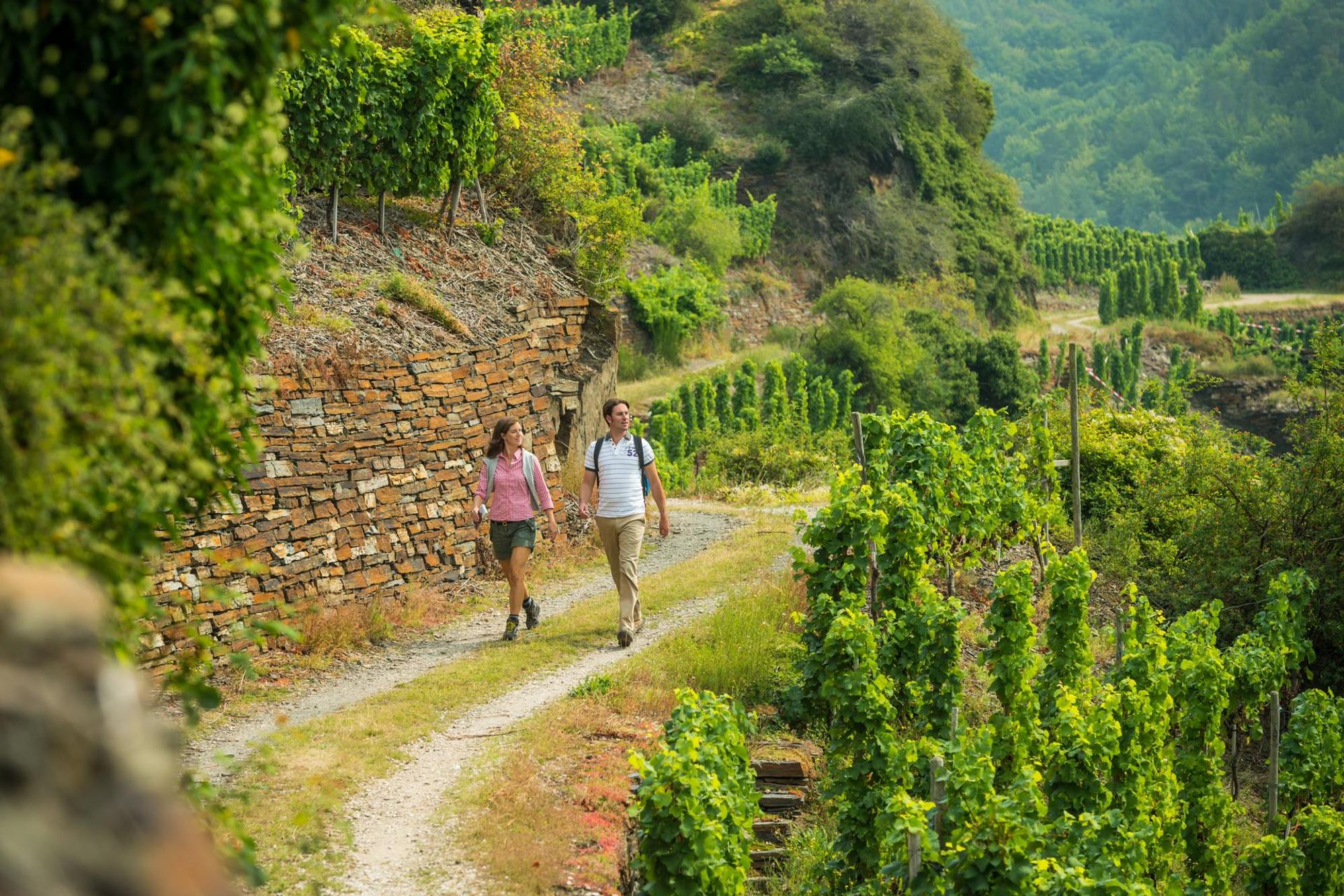 Wanderung auf dem Rotweinwanderweg © Dominik Ketz_Ahrtal-Tourismus