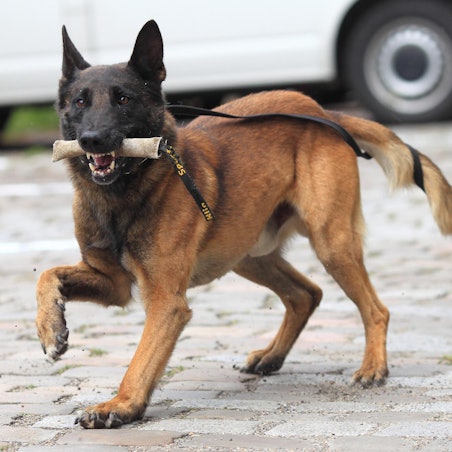 Diensthund Polizei Symbolbild