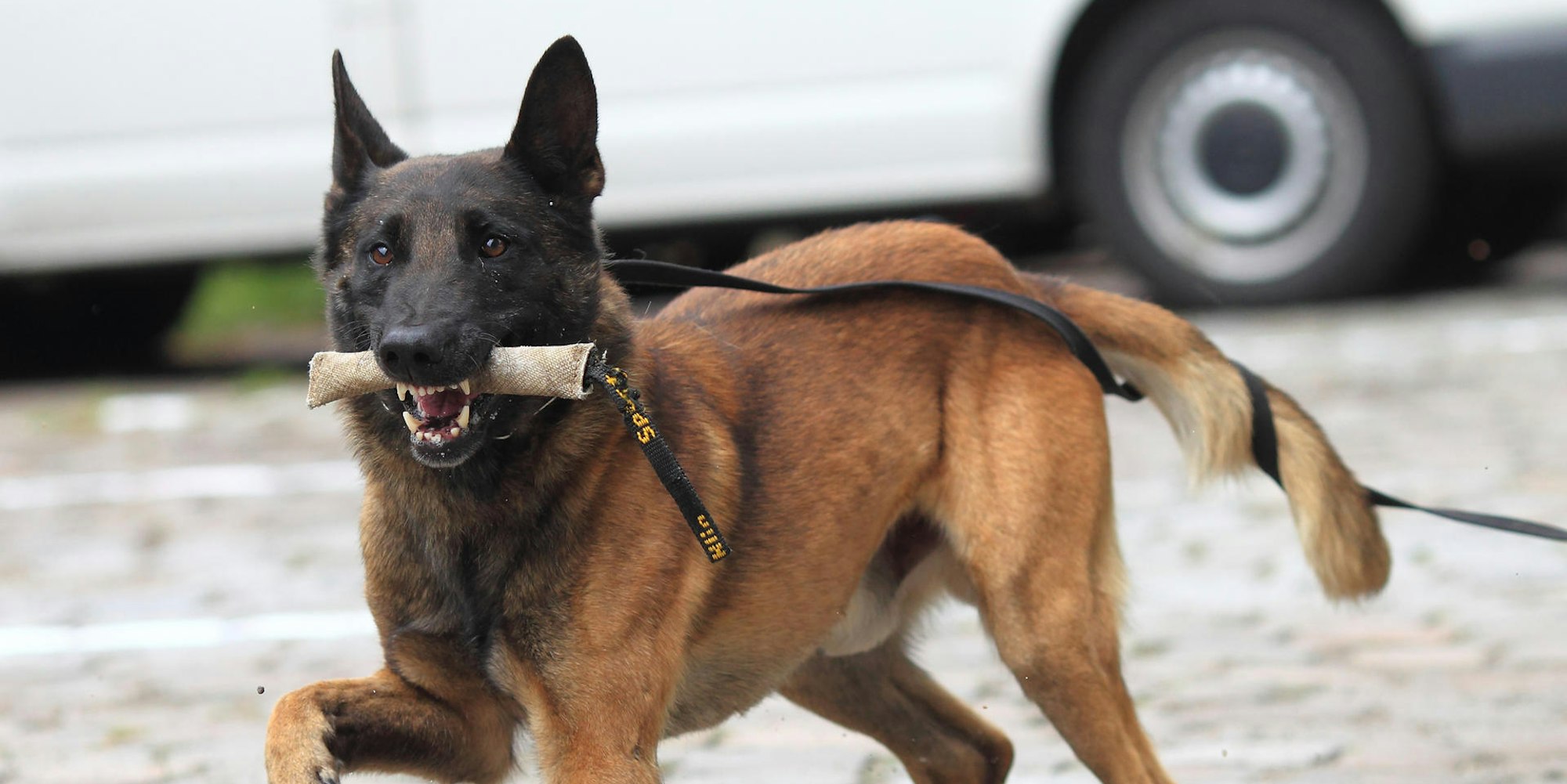 Diensthund Polizei Symbolbild