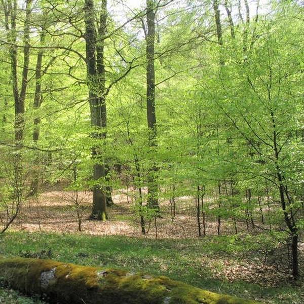Bäume Nationalpark