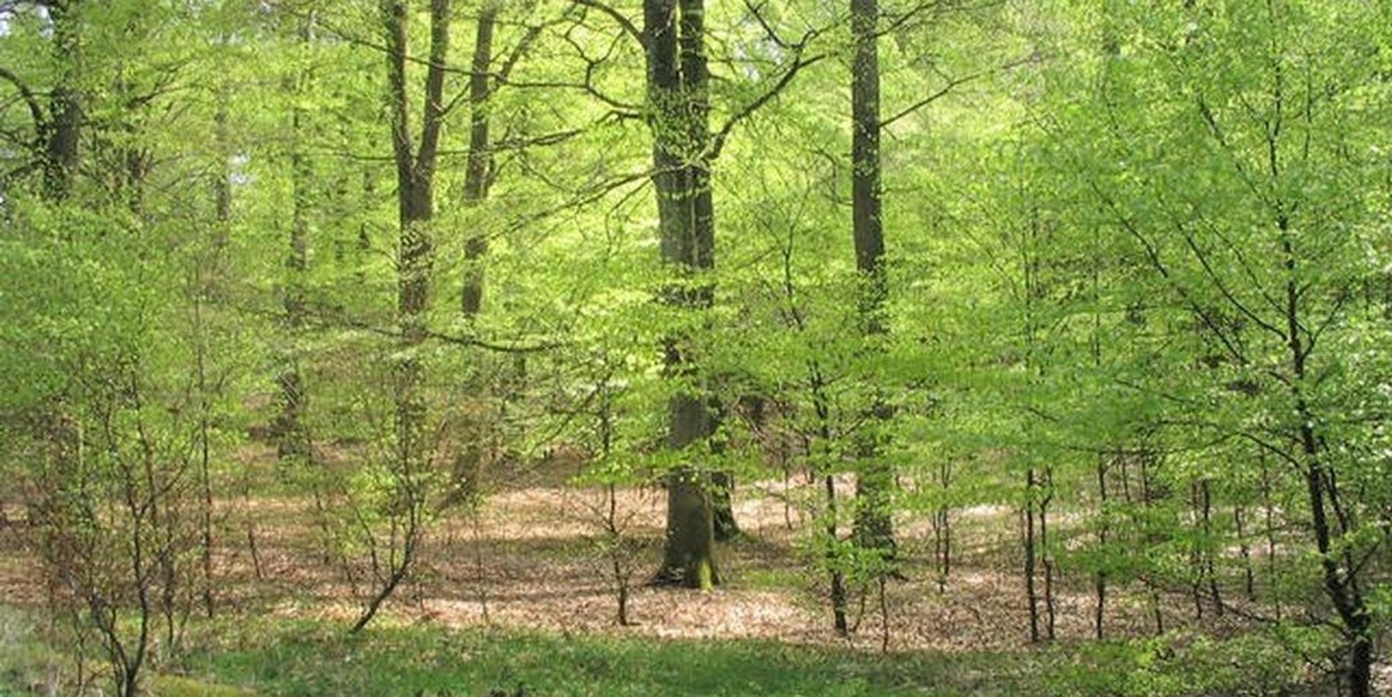 Bäume Nationalpark