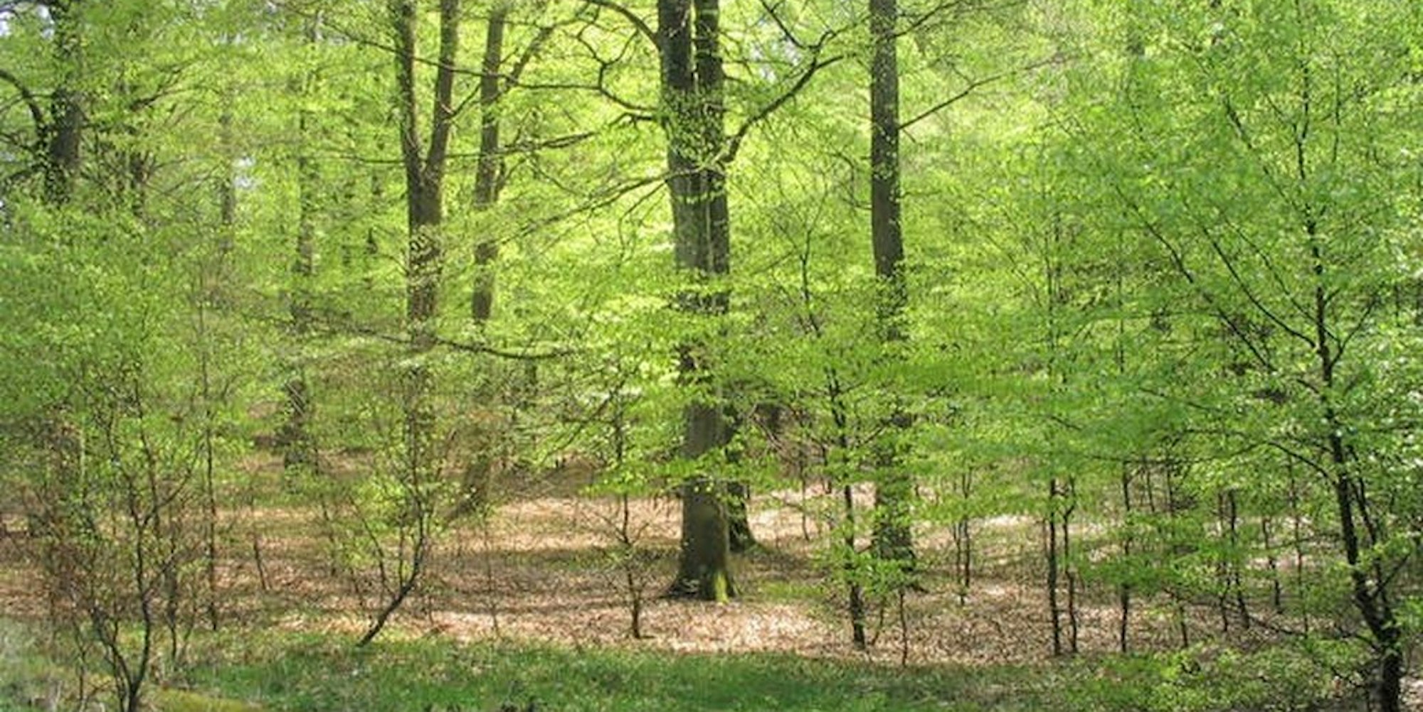 Bäume Nationalpark