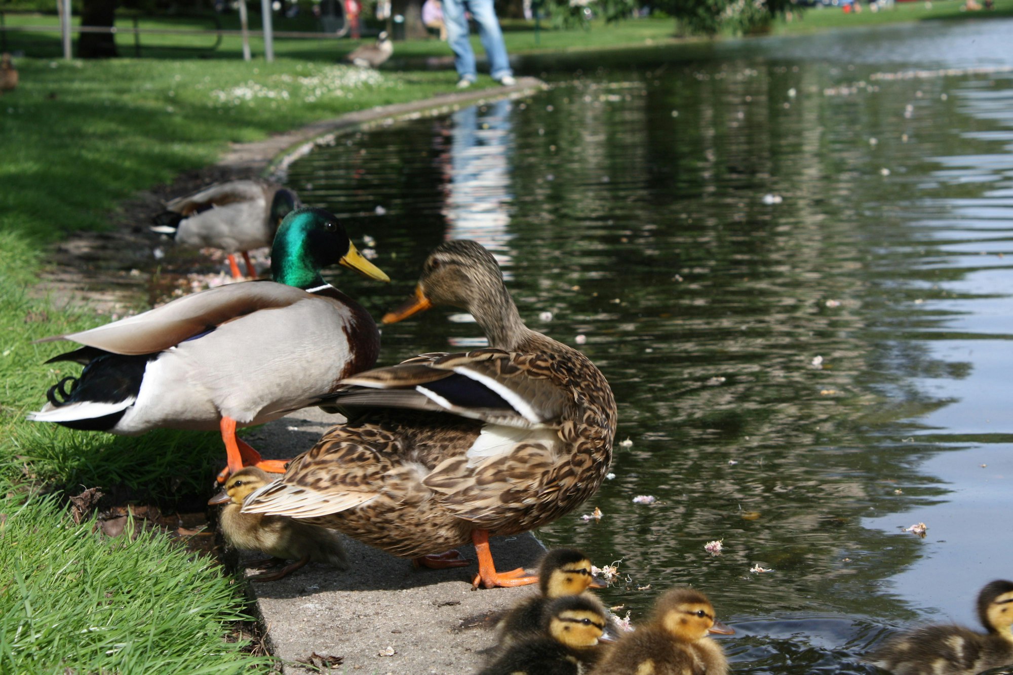 Weiher-Theodor-HeussIMG_1129