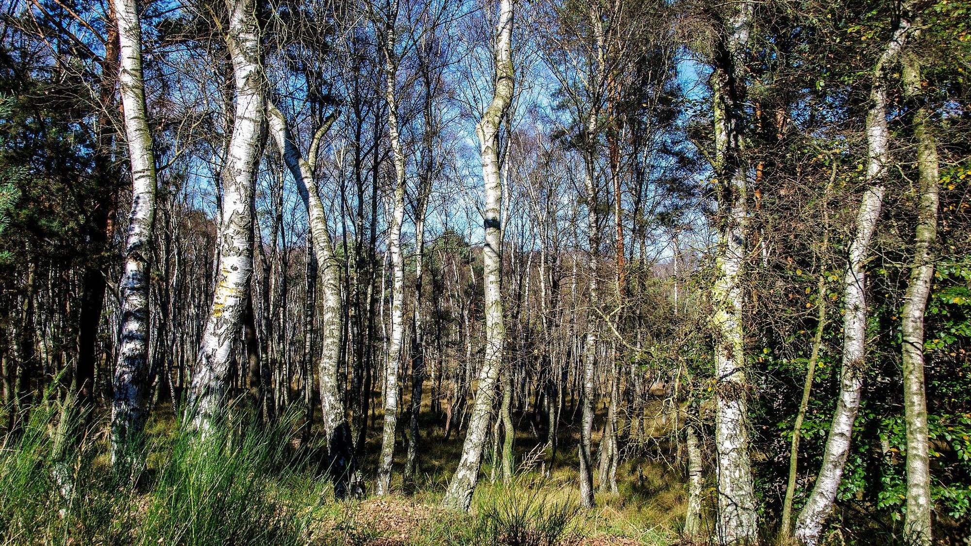 Birkenwald in der Wahner Heide im Frühling.