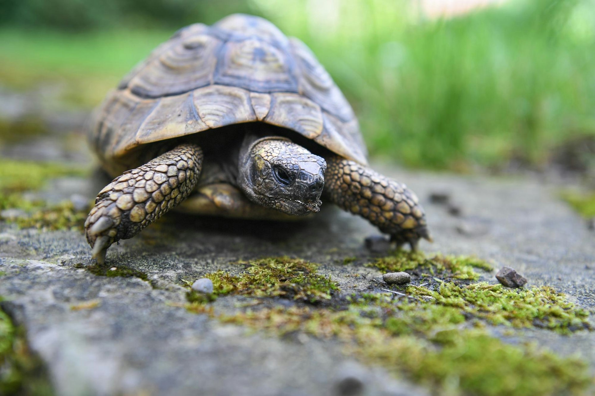 Schildkröte