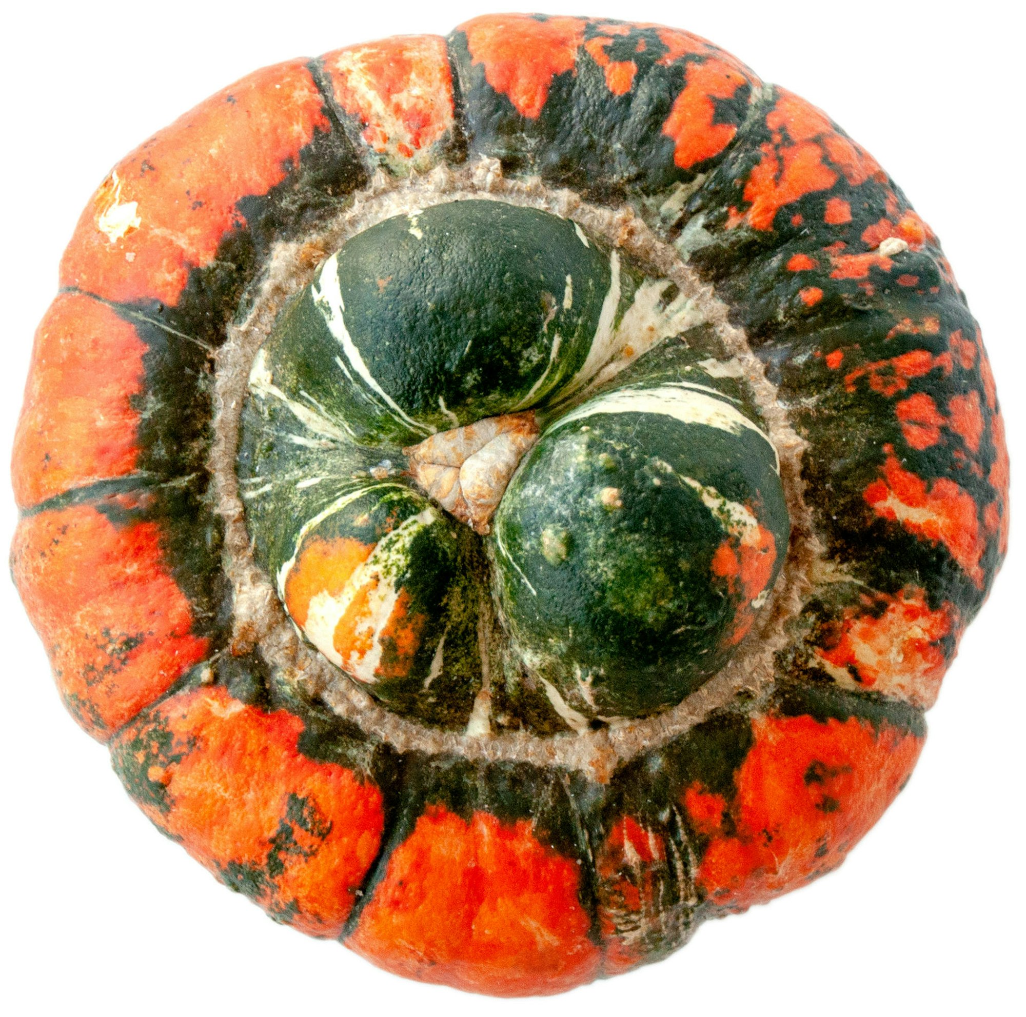 Bischofsmütze-intakt-_DSC7144