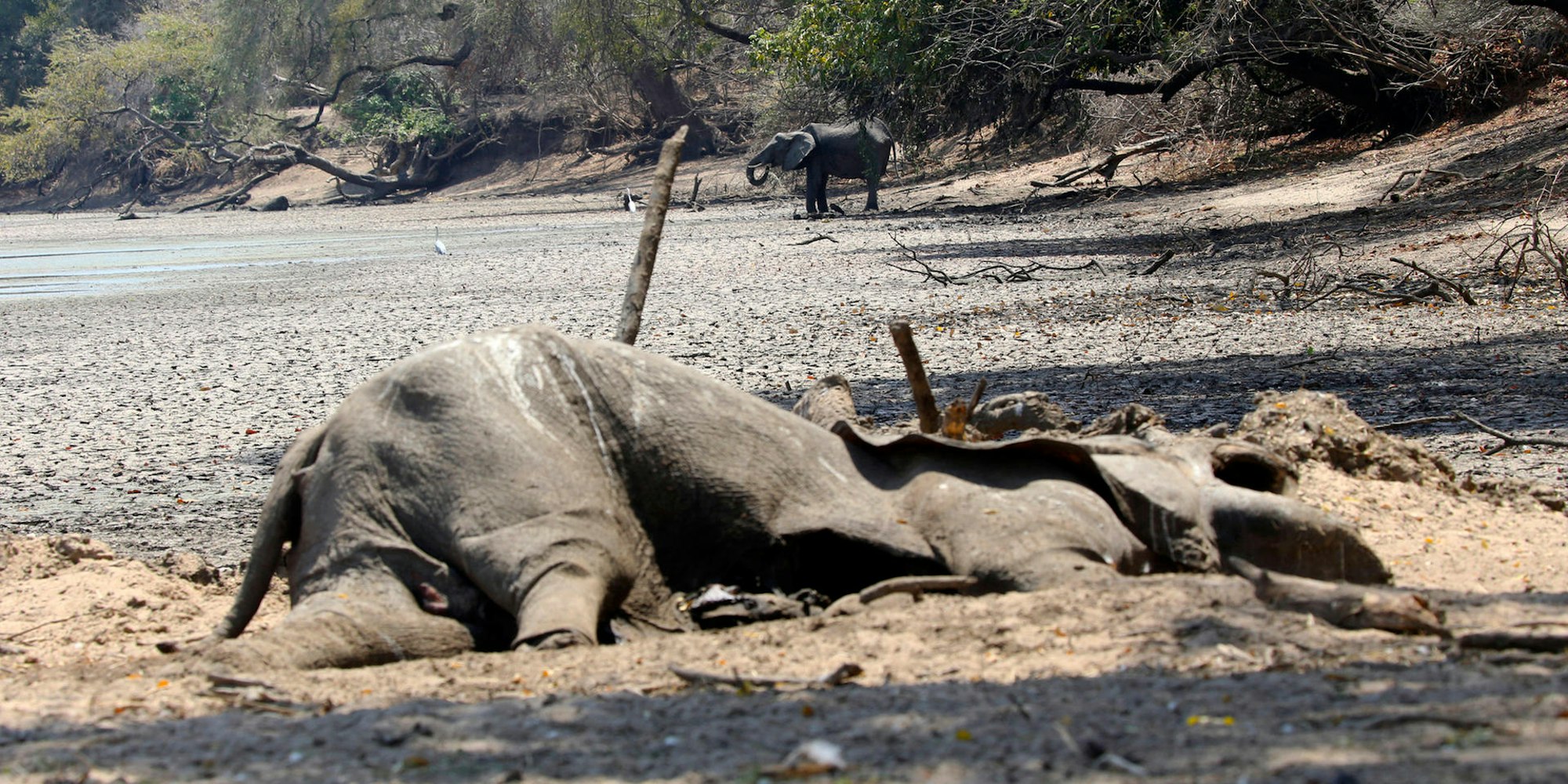 toter Elefant Simbabwe