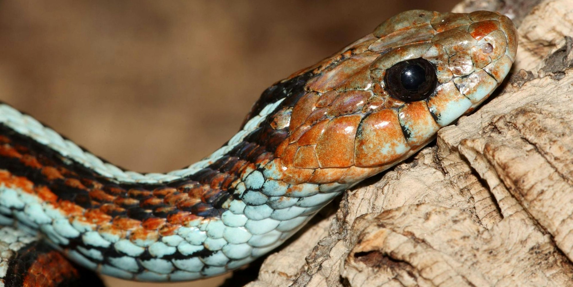 Strumpfbandnatter imago 191022