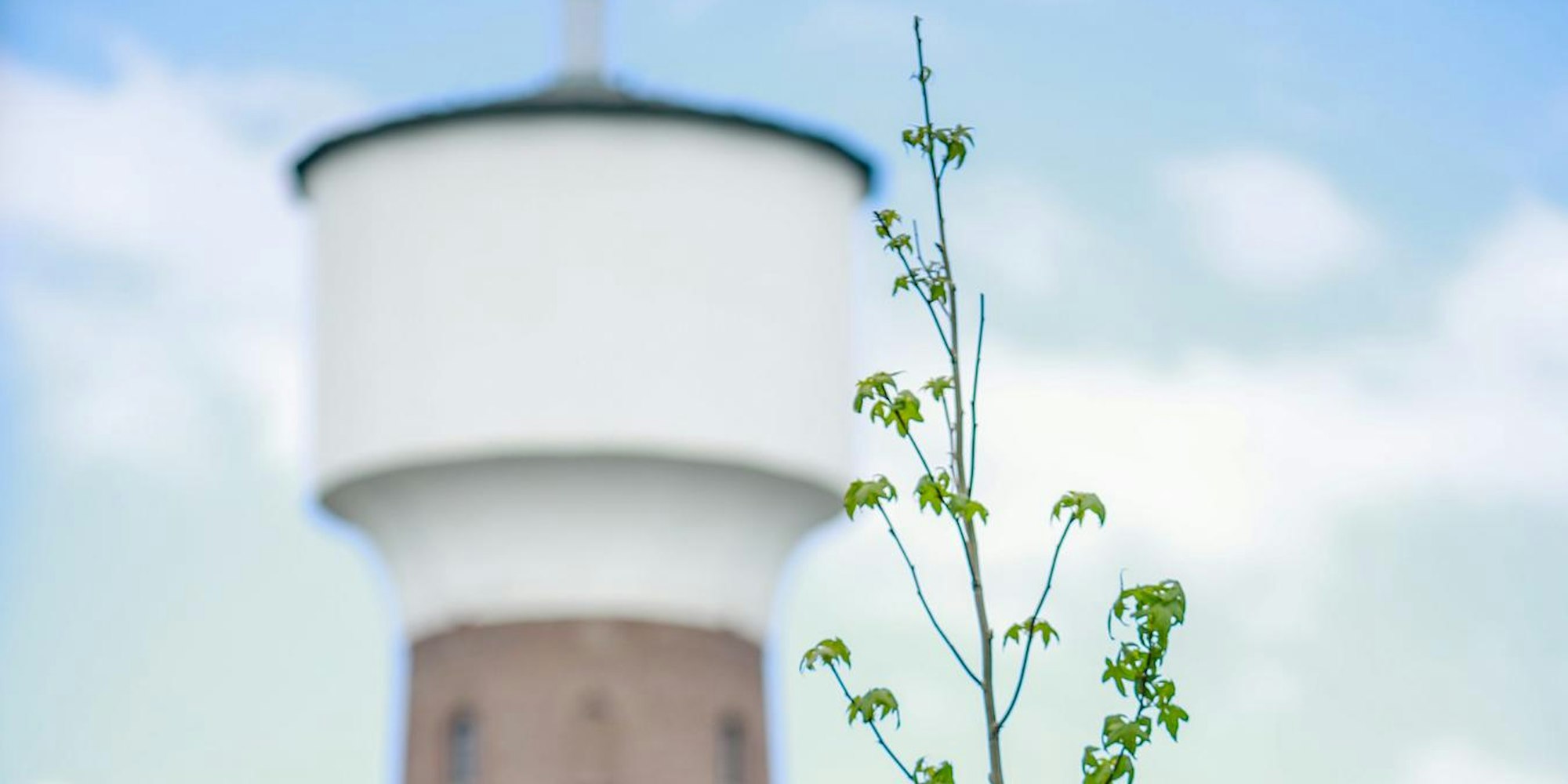 Neue Bäume Köln Kalk