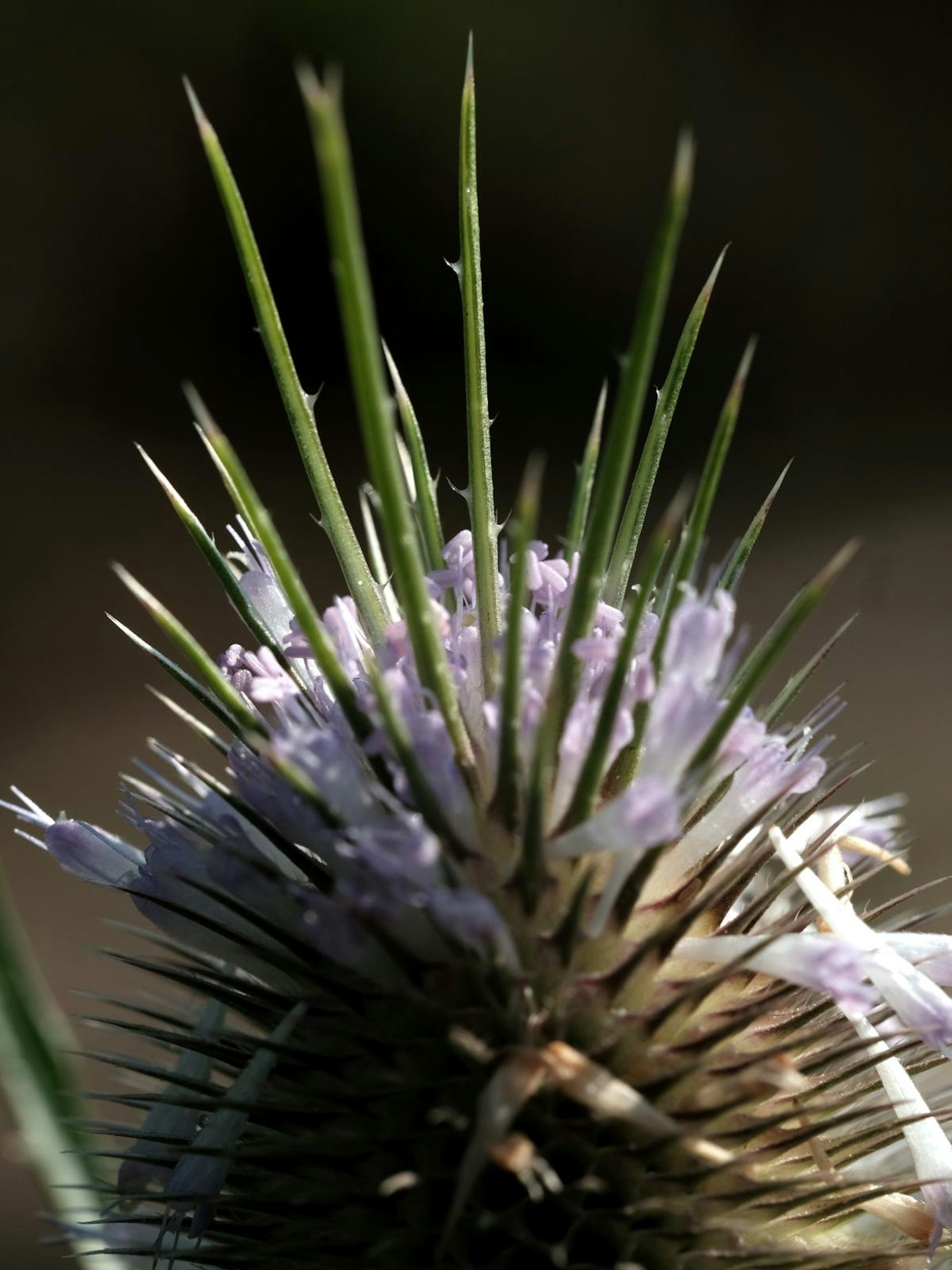 Bild 4 20200810-MAX-gartenkalender-23