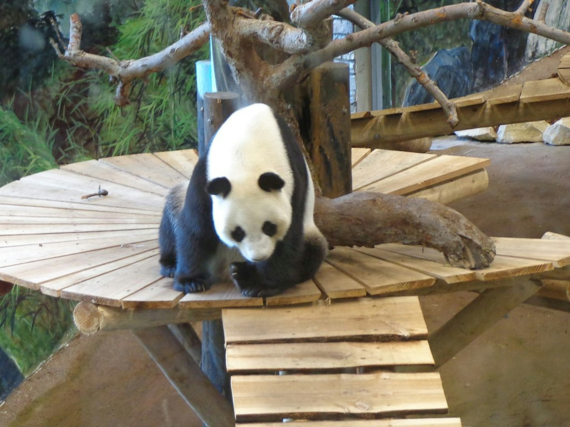 1024px-Reuzenpanda_Ouwehands_Dierenpark CC4.0. HenkvD