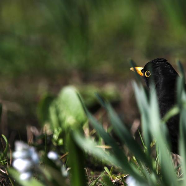 Amsel im Garten dpa