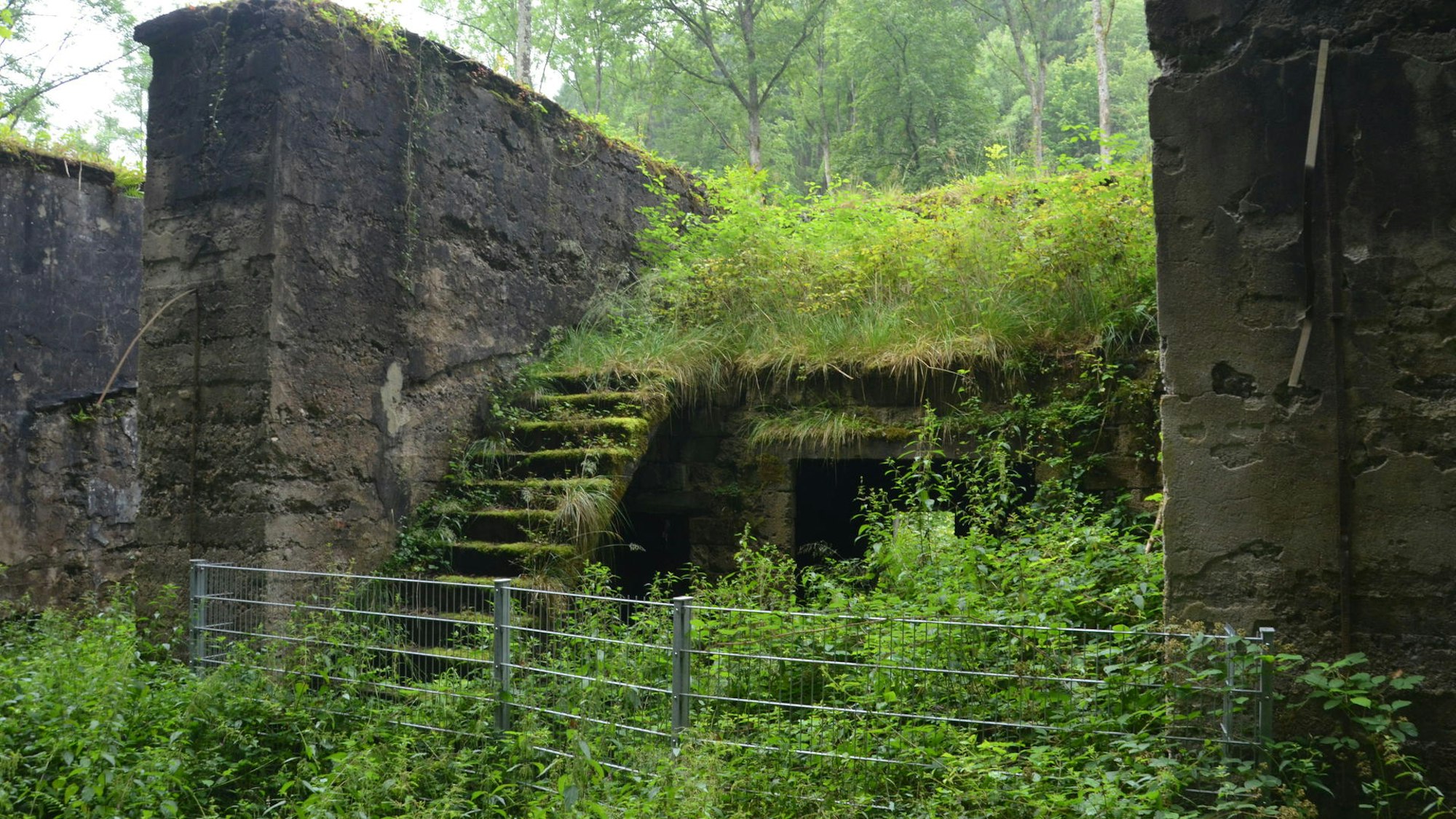 Das Foto zeigt altes Gemäuer, das von Unkraut bedeckt ist.