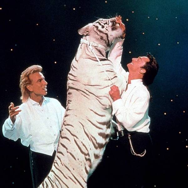 Siegfried Roy Tieger neu