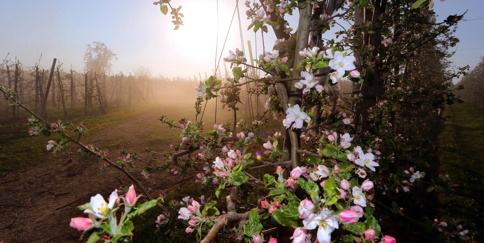 Obstblüte