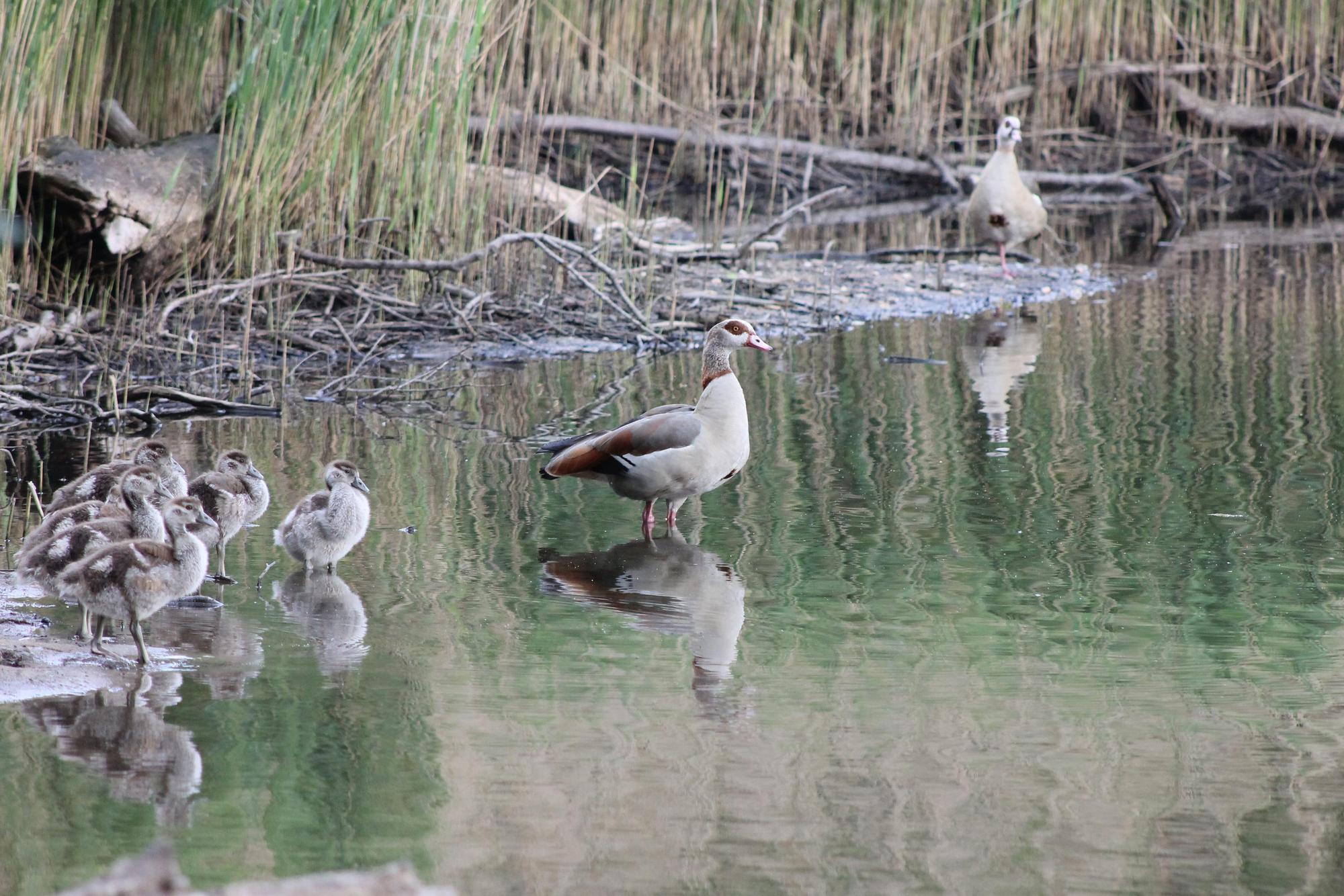 nilgans