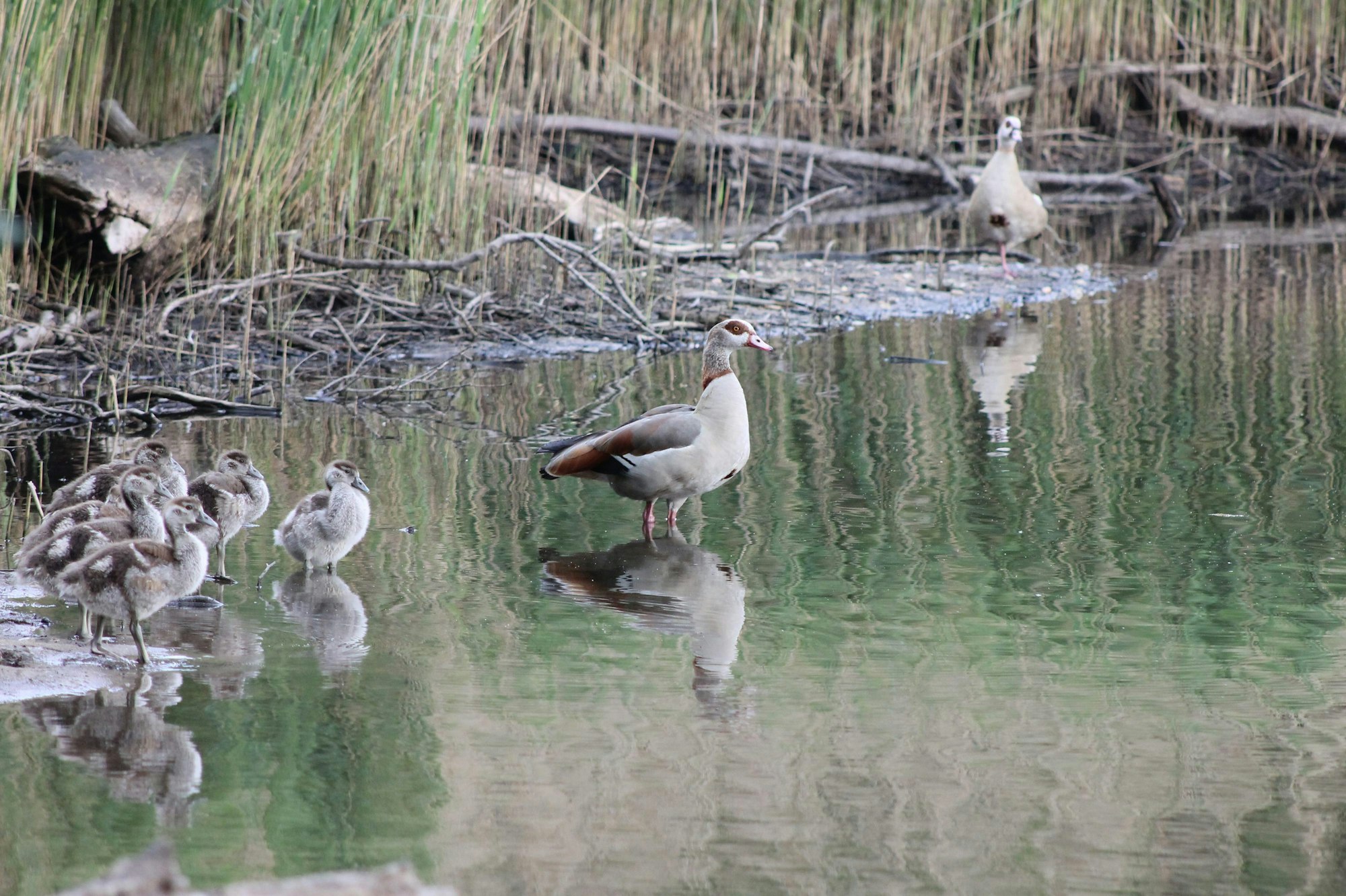 nilgans
