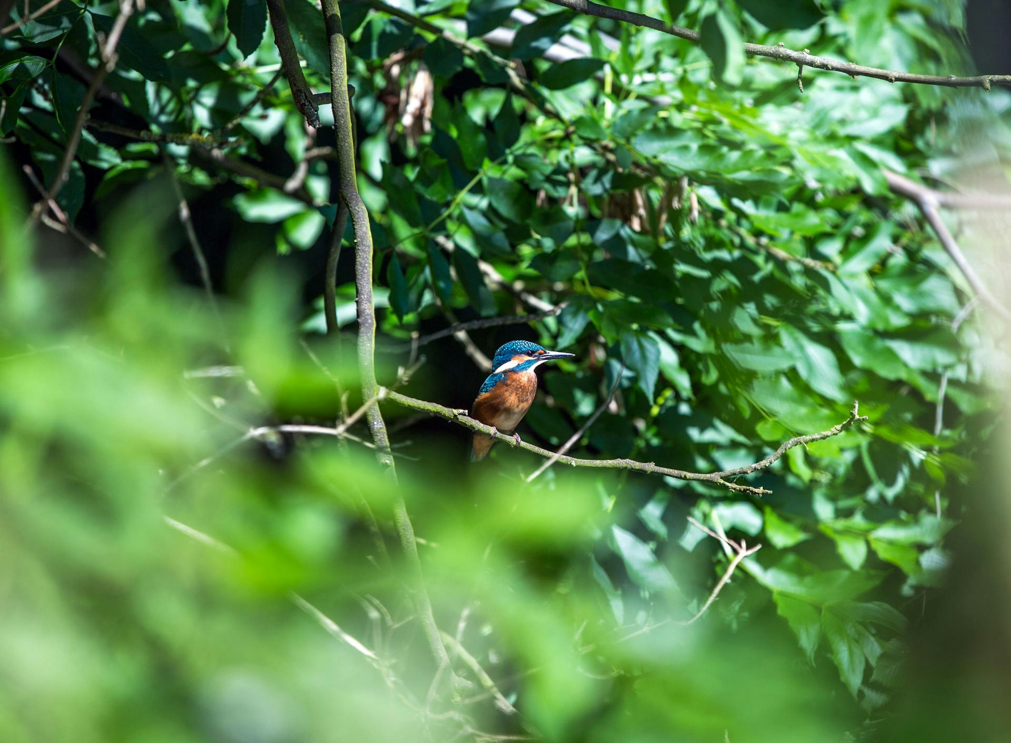 Eisvogel