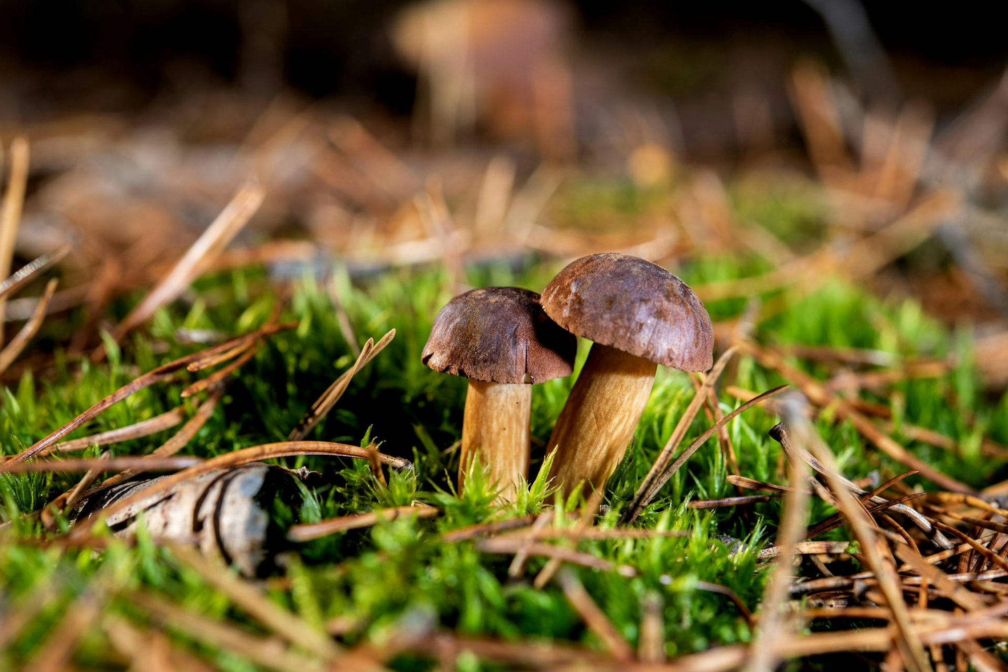 pilze waldboden