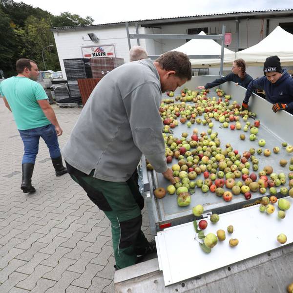 Aepfel_annahme_biologische_station_klein_oberpleis