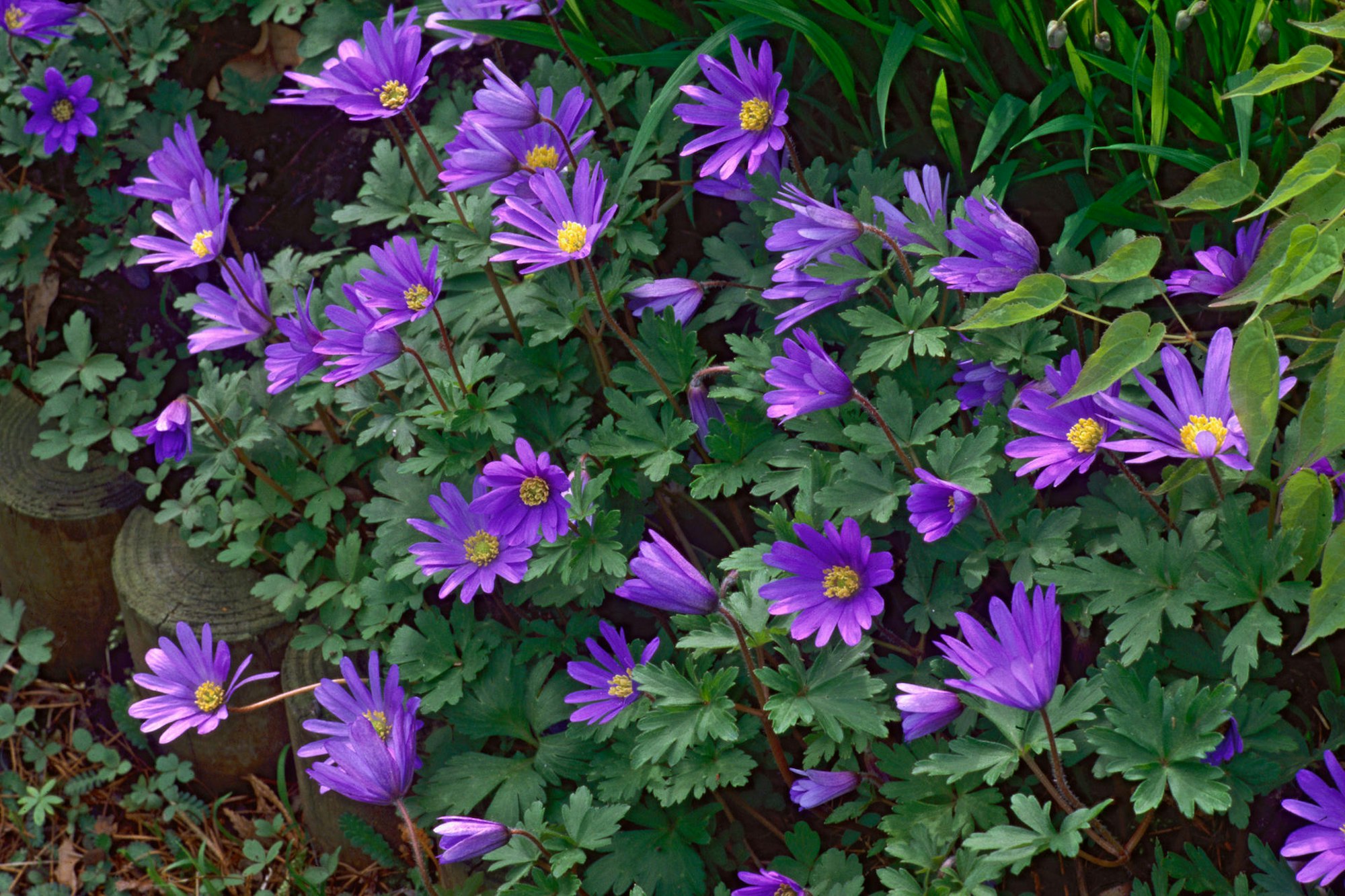 Bluehende_Fruehlingsboten dpa lila