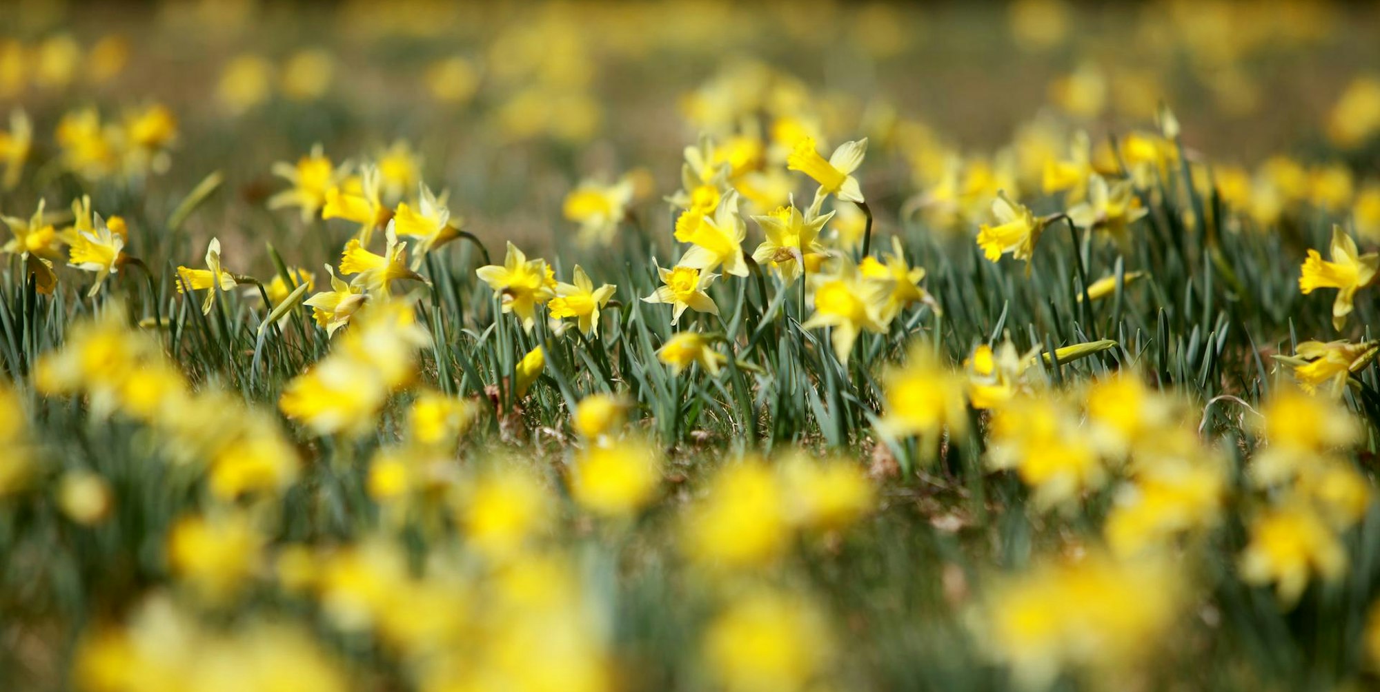 Narzissen dpa