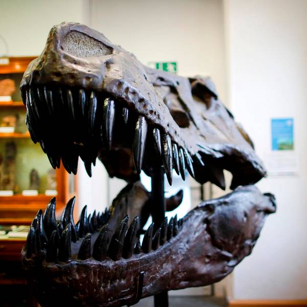 dino bonn thomas banneyer