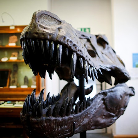 dino bonn thomas banneyer