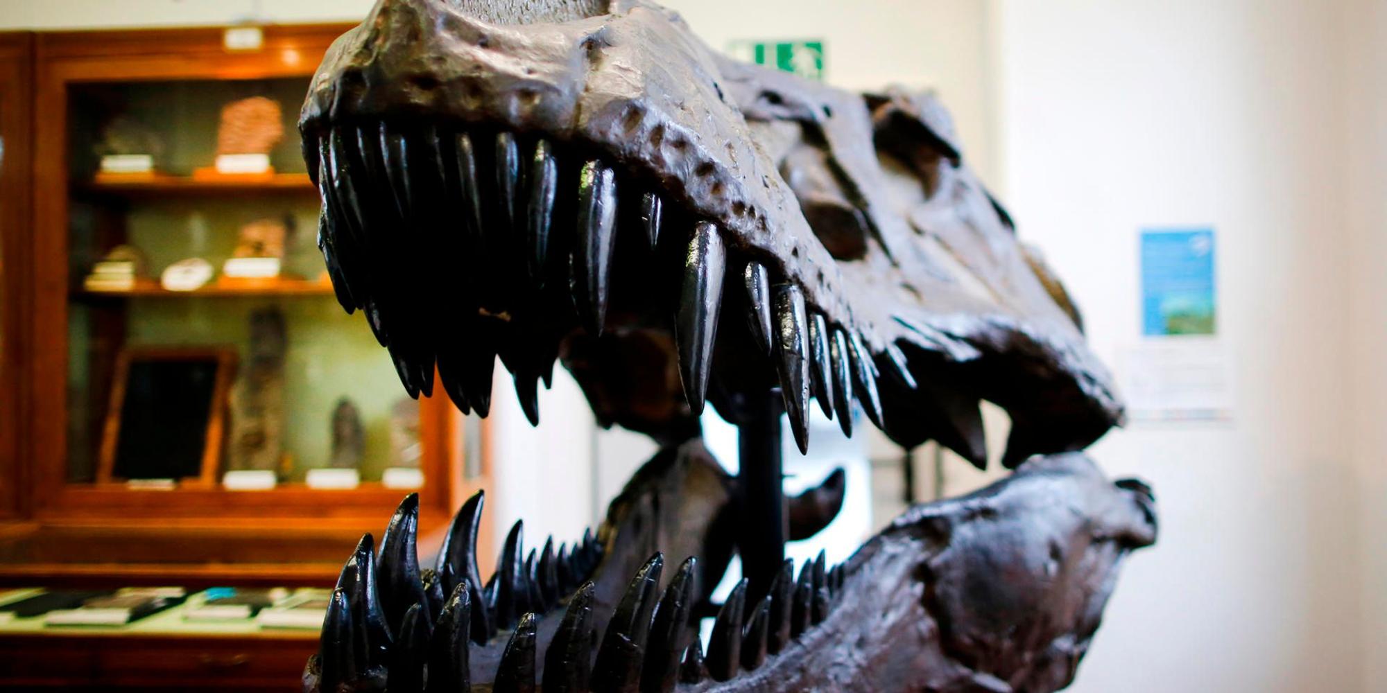 dino bonn thomas banneyer