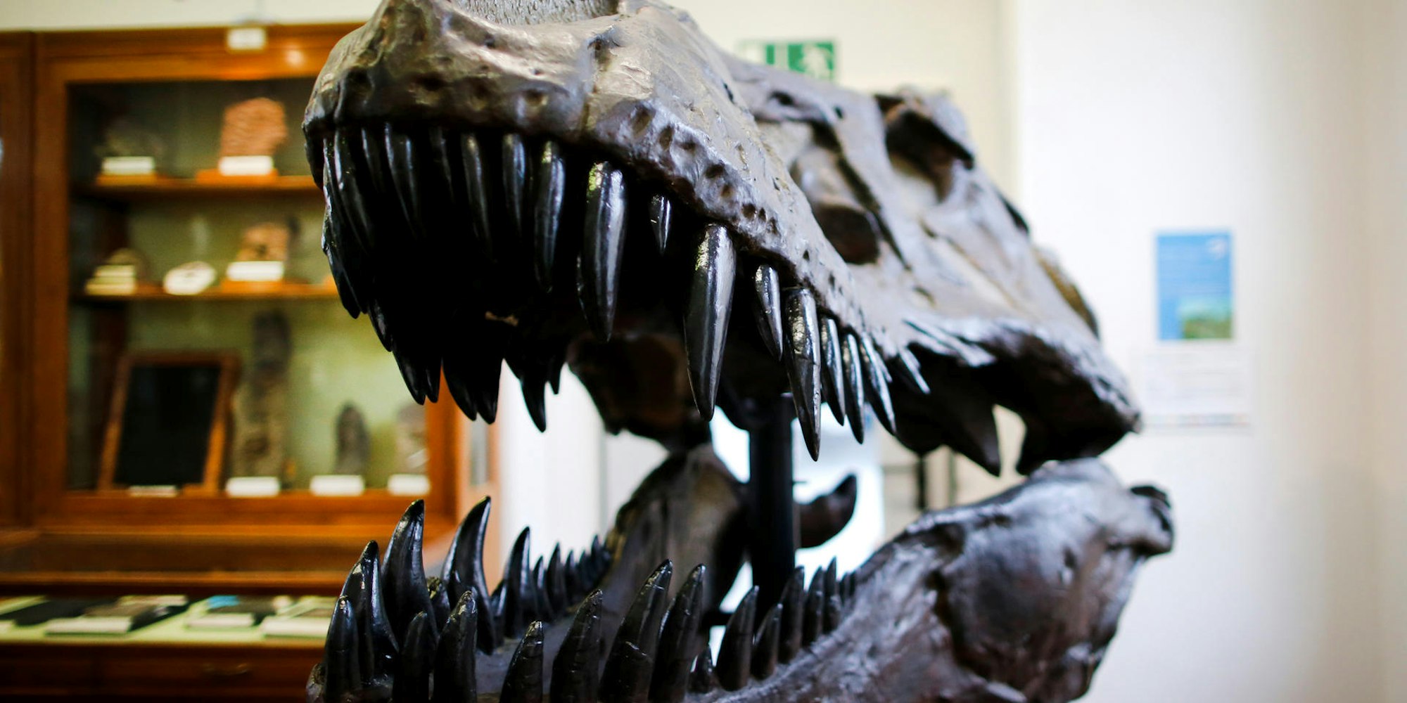 dino bonn thomas banneyer