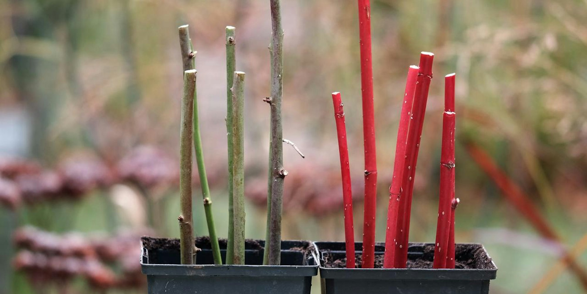 Gartenkalender Dezember 5