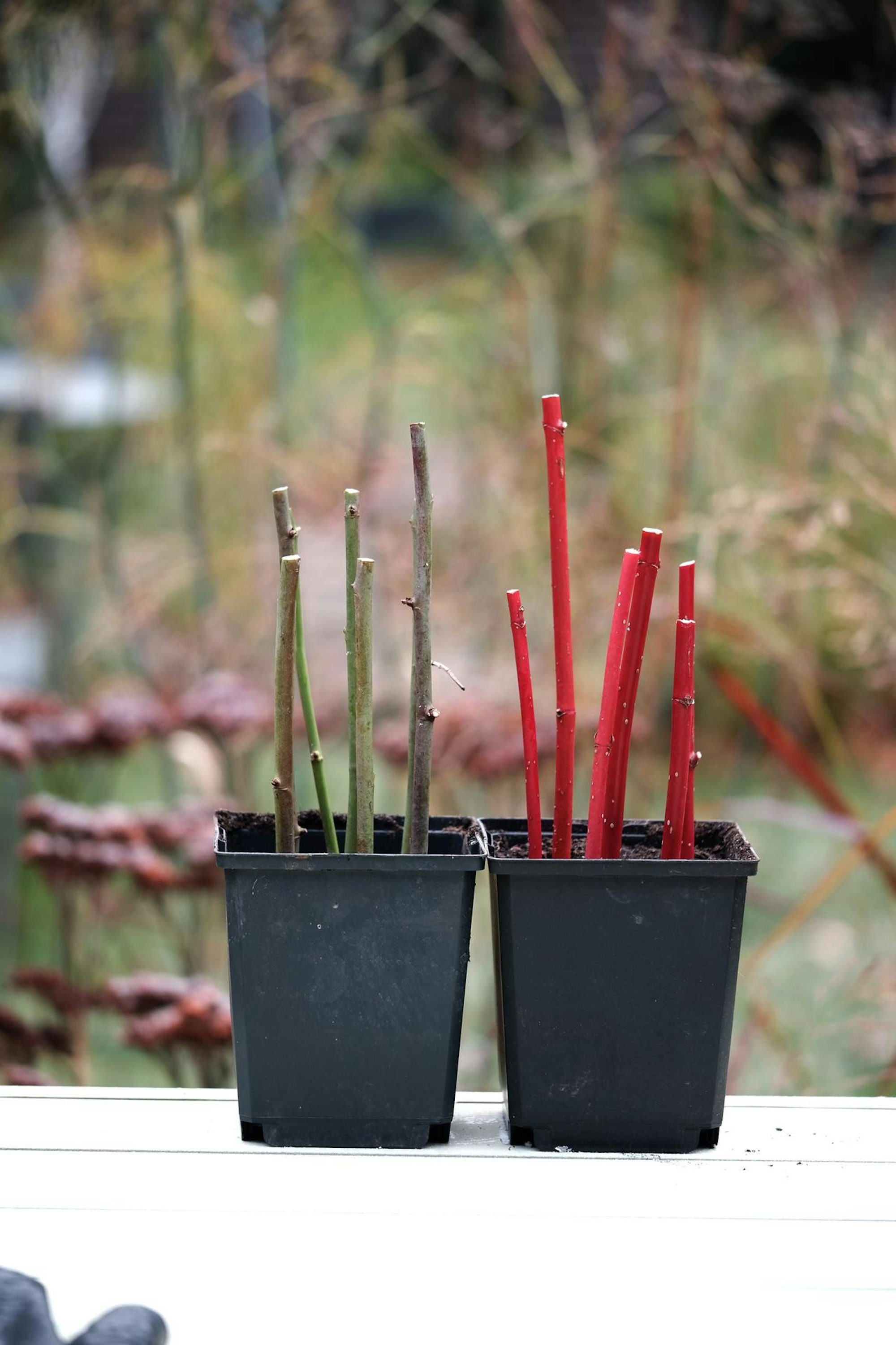 Gartenkalender Dezember 5