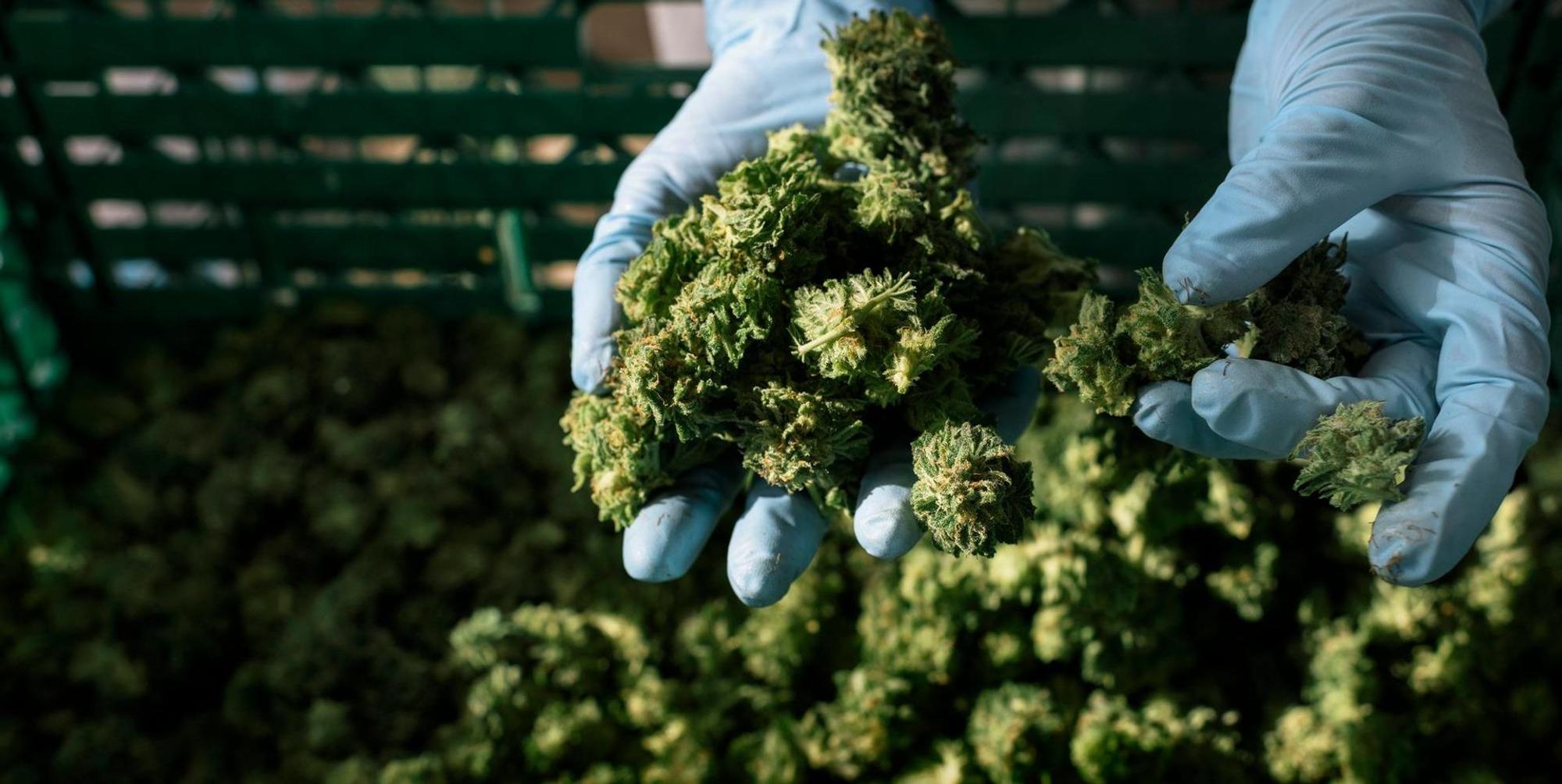 Cannabis-Anbau