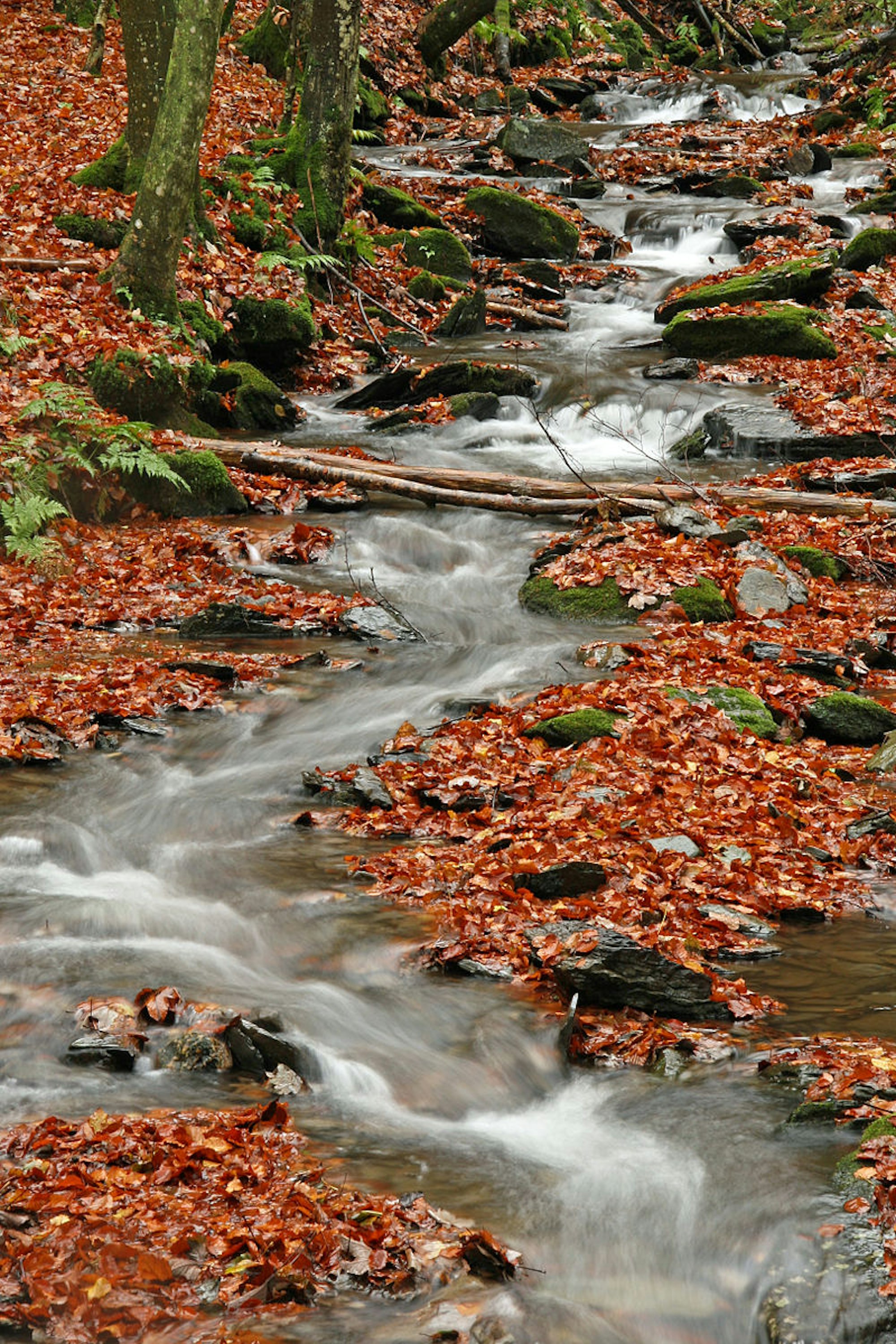 Eifelherbst_Wiki_3.0_SophieDorothee._Simemrath-Erkensruhrjpg