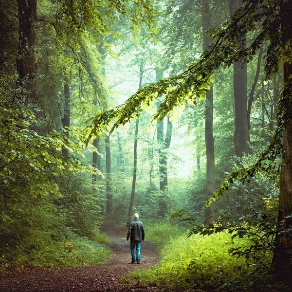 Wald Bergisch
