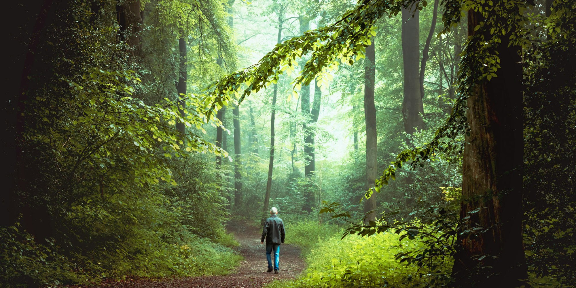 Wald Bergisch