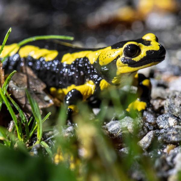 Feuersalamander