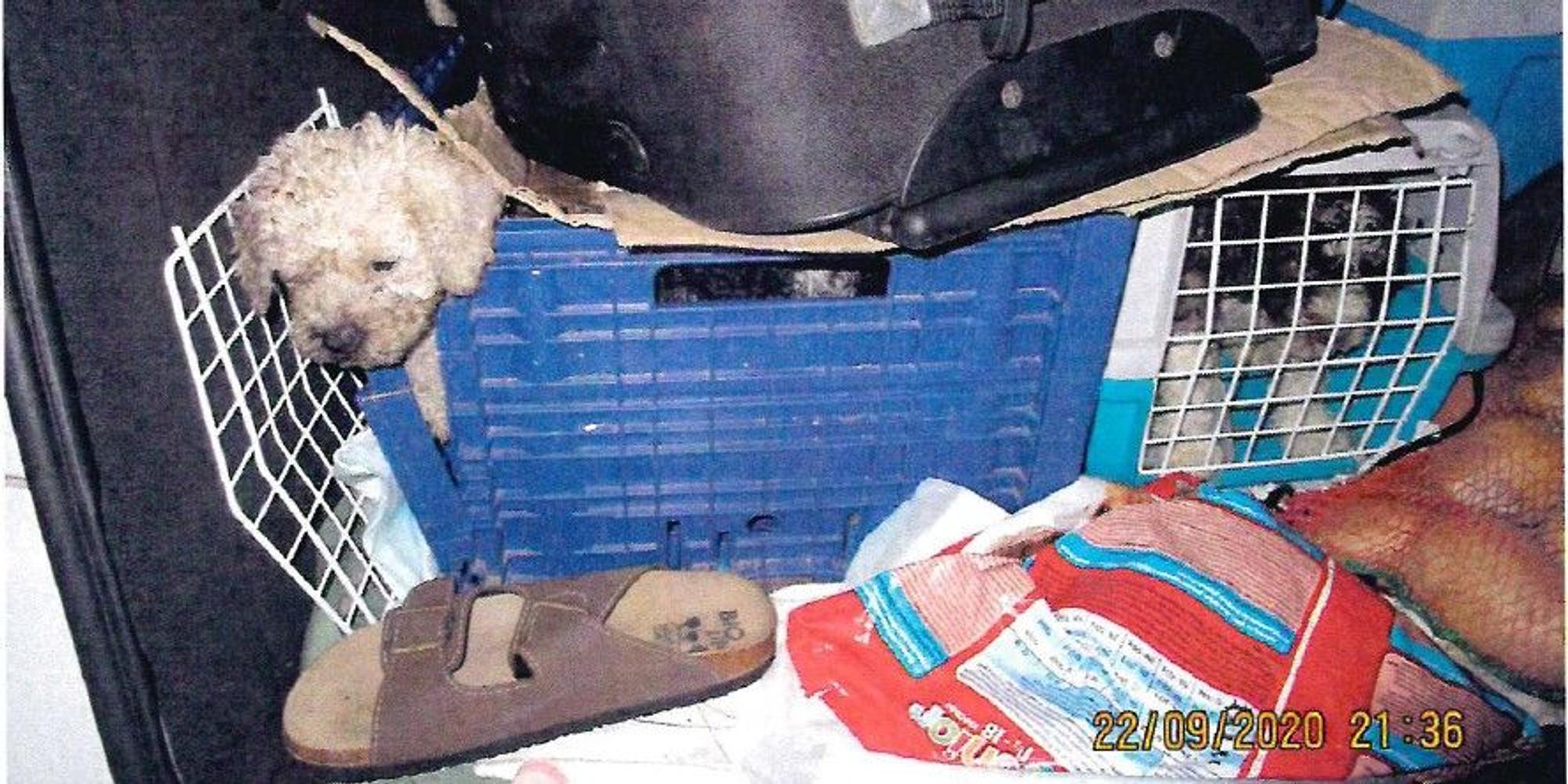 HundetransportA45